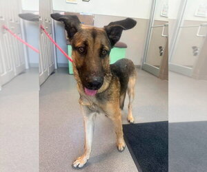Harvey - Male German Shepherd Dog-Unknown Mix Dog for Adoption - Photo #3