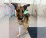 Small Photo #3 German Shepherd Dog-Unknown Mix Puppy For Sale in La Porte, IN, USA