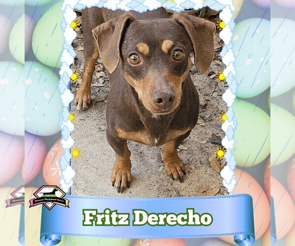 Medium Photo #5 Dachshund Puppy For Sale in San Antonio, TX, USA