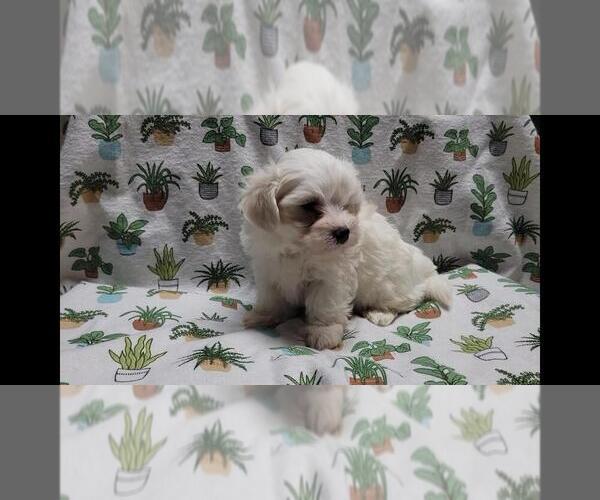 Medium Photo #6 Maltipoo (Miniature) Puppy For Sale in BROOKFIELD, MO, USA
