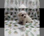 Small #5 Maltipoo (Miniature)
