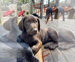 Small Photo #4 Labrador Retriever Puppy For Sale in MARIETTA, GA, USA