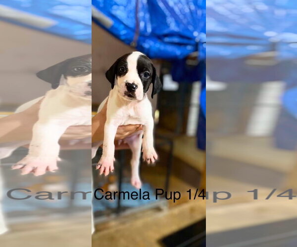Medium Photo #4 Beagle-Unknown Mix Puppy For Sale in Brooksville, FL, USA