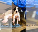 Small #3 Beagle Mix