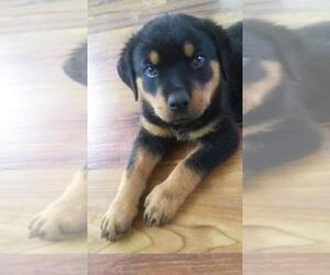Rottweiler Puppy for Sale in DADE CITY, Florida USA