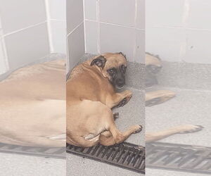 Puggle Dogs for adoption in Las Vegas, NV, USA