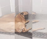 Small Puggle