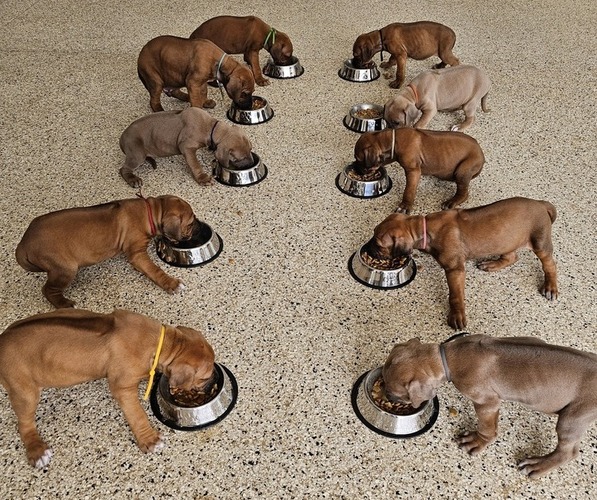 Medium Photo #1 Rhodesian Ridgeback Puppy For Sale in BUMPASS, VA, USA