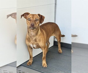 Chiweenie Dogs for adoption in San Bernardino, CA, USA