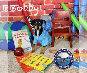 Bobby - Male Rat Terrier Dog for Adoption - Photo #6
