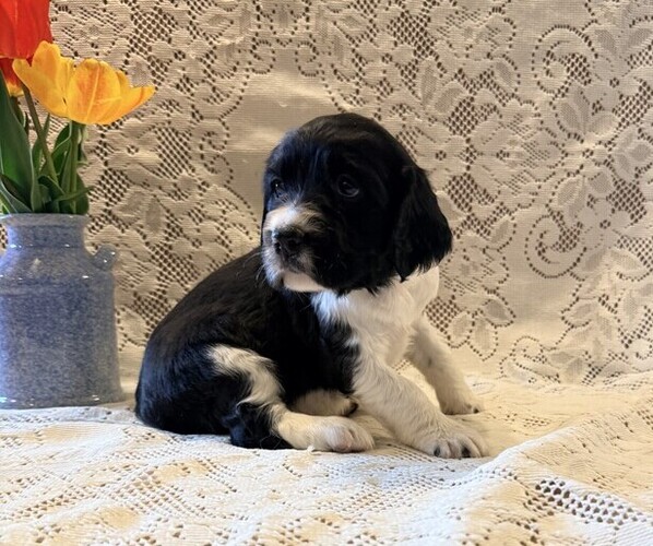 Medium Photo #2 English Springer Spaniel Puppy For Sale in OWEN, WI, USA