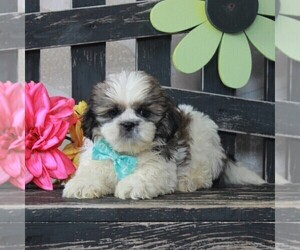 Shih Tzu Puppy for sale in GORDONVILLE, PA, USA