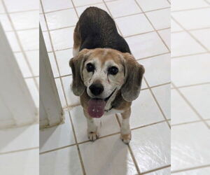 Beagle Dogs for adoption in Carrollton, TX, USA