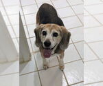 Small Photo #1  Puppy For Sale in , 