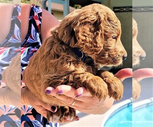 Goldendoodle Puppy for Sale in FORT MYERS, Florida USA