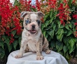 Small #1 Faux Frenchbo Bulldog