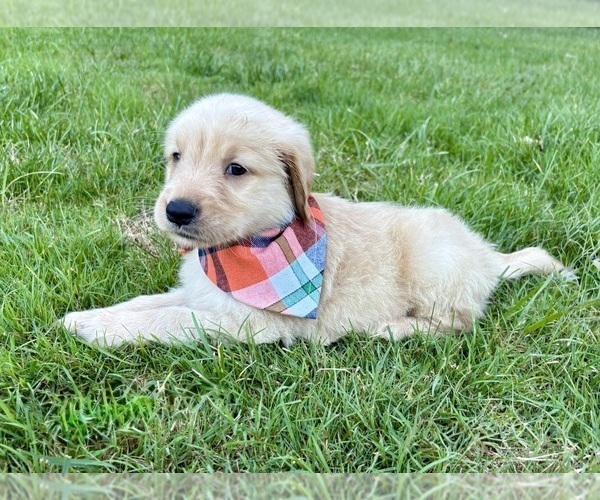 Medium Photo #6 Golden Retriever Puppy For Sale in FAIR HAVEN, MI, USA