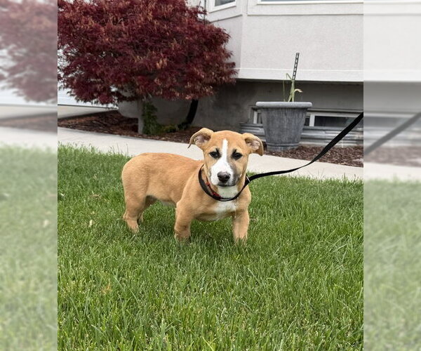 Medium Photo #1 American Pit Bull Terrier-Unknown Mix Puppy For Sale in Sandy, UT, USA