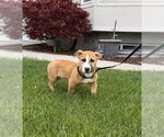 Small American Pit Bull Terrier Mix