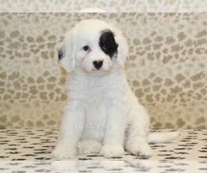 Miniature Bernedoodle Puppy for sale in DENVER, PA, USA