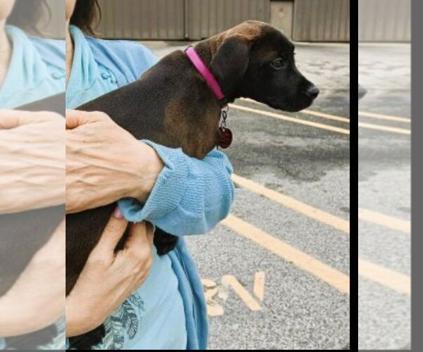 Medium Photo #1 Chocolate Labrador retriever-Unknown Mix Puppy For Sale in Mt. Laurel, NJ, USA
