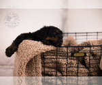 Small Photo #2 Bernedoodle Puppy For Sale in LEAVENWORTH, IN, USA