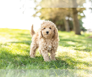 Poodle (Miniature) Puppy for sale in SHIPSHEWANA, IN, USA