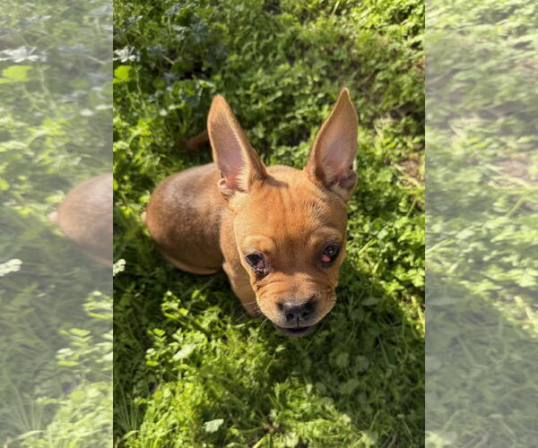 Medium Photo #5 French Bulldog-Unknown Mix Puppy For Sale in Davis, CA, USA