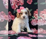 Small Photo #3 Cavachon-Poodle (Miniature) Mix Puppy For Sale in BIRD IN HAND, PA, USA