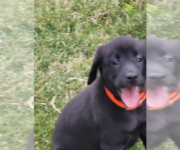 Medium Photo #3 Labrador Retriever Puppy For Sale in ARTHUR, IL, USA