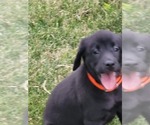 Small Photo #3 Labrador Retriever Puppy For Sale in ARTHUR, IL, USA