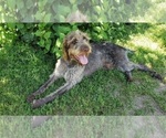 Small #6 German Wirehaired Pointer