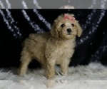Small #2 Goldendoodle (Miniature)