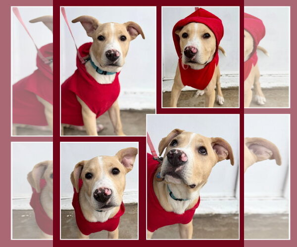 Medium Photo #3 Mutt Puppy For Sale in Laramie, WY, USA