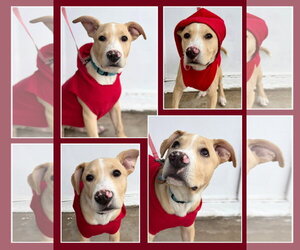 Puffin (FTF Only) - Male Mutt Dog for Adoption - Photo #3