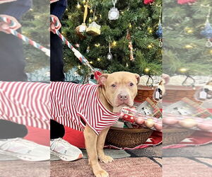 Mutt Dogs for adoption in Mundelein, IL, USA