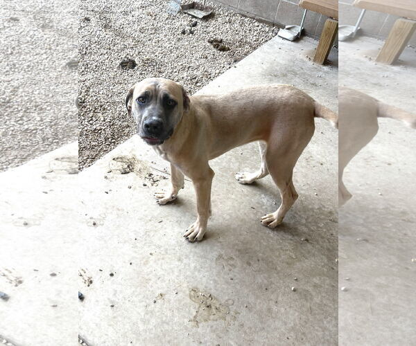 Medium Photo #4 Mutt Puppy For Sale in Pampa, TX, USA