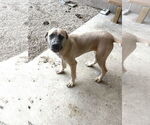 Small #3 Mutt