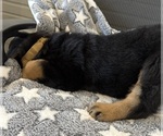 Small #36 Rottweiler