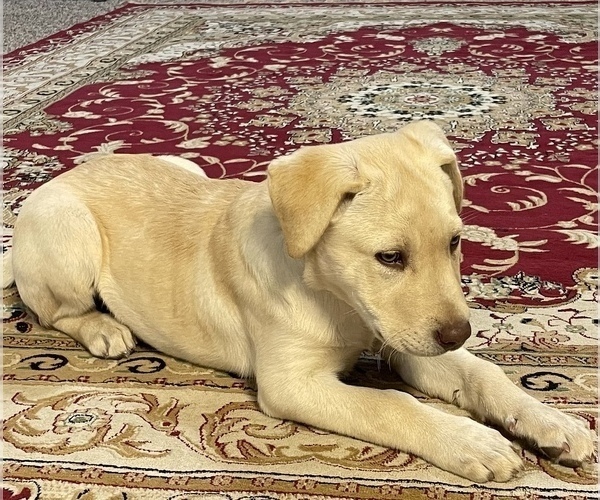Medium Photo #4 Labrador Retriever Puppy For Sale in AMARILLO, TX, USA