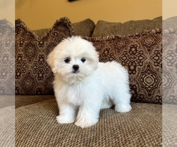 Medium Photo #4 Mal-Shi Puppy For Sale in NOBLESVILLE, IN, USA