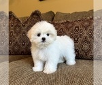 Teddy - Male Mal-Shi Puppy for Sale - Photo #4