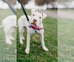 Small Photo #12 American Pit Bull Terrier Puppy For Sale in Richmond, VA, USA