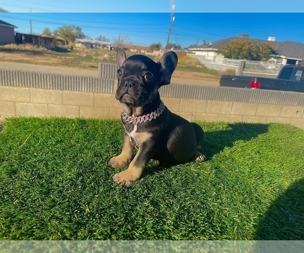 Medium Photo #9 French Bulldog Puppy For Sale in NEWPORT BEACH, CA, USA
