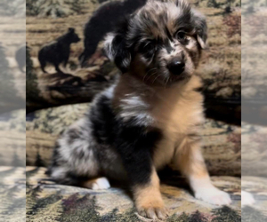Australian Shepherd Puppy for sale in CHILLICOTHE, OH, USA