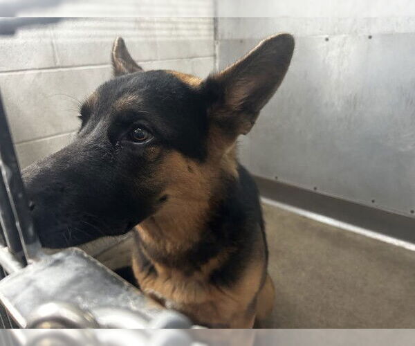 Medium Photo #1 German Shepherd Dog Puppy For Sale in San Bernardino, CA, USA