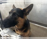 Small German Shepherd Dog