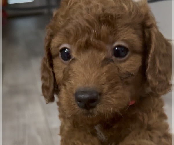 Medium Photo #5 Golden Retriever-Poodle (Toy) Mix Puppy For Sale in GIBSONTON, FL, USA