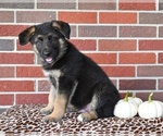 Small #3 German Shepherd Dog