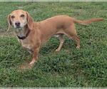 Small #5 Dachshund
